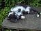 rescuecatsrule's Avatar