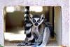 Click image for larger version

Name:	lemur.jpg
Views:	979
Size:	3.5 KB
ID:	101