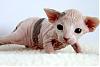 Click image for larger version

Name:	2_week-old_Female_Sphynx_%28Suki%29.jpg
Views:	726
Size:	24.5 KB
ID:	255