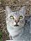 Meeka's Avatar